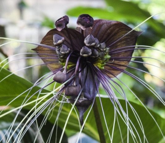 Такка Шантрье (Tacca chantrieri)