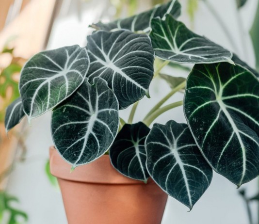 Алоказия — блестящий трилистник