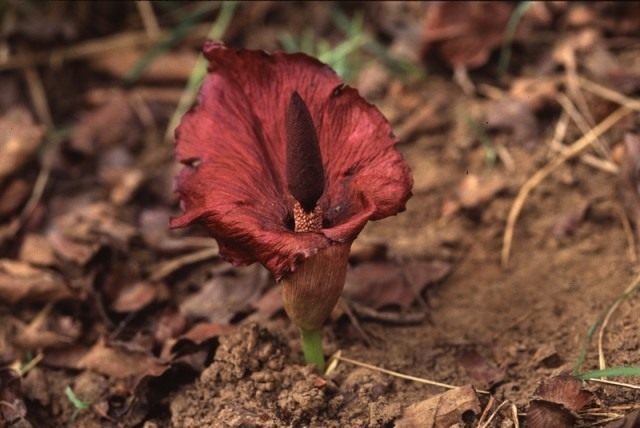 Аморфофаллус абиссинский (Amorphophallus abyssinicus)