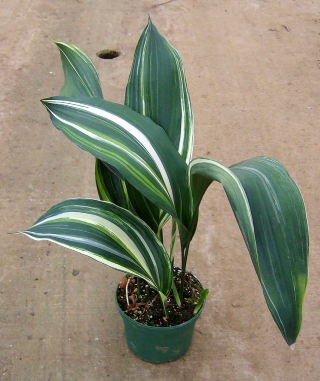 Аспидистра (Aspidistra)