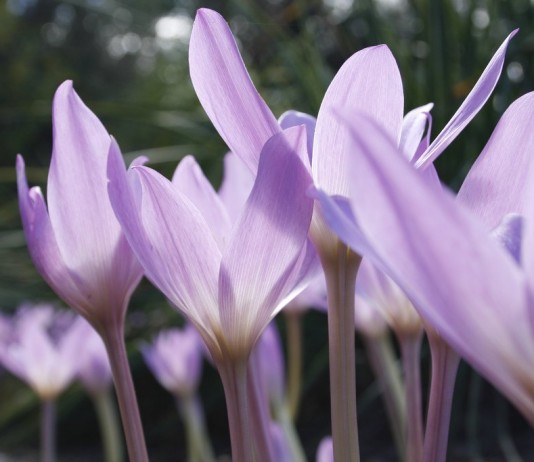 Безвременник — торжество осени