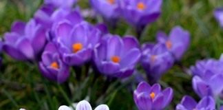 Шафран, крокус (Crocus)