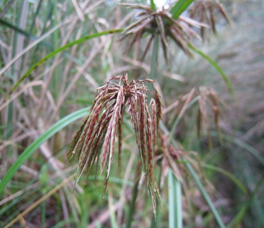 Сыть, или Ситовник, или Циперус (лат. Cyperus)