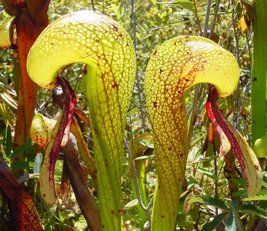 Дарлингтония — хищная кобра - Редкие и необычные Дарлингтония калифорнийская (Darlingtonia californica)