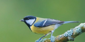 Большая синица, или большак (лат. Parus major)