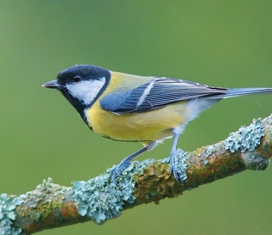 Большая синица, или большак (лат. Parus major)