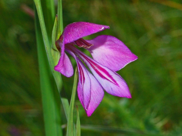 Гладиолус болотный (Gladiolus palustris)