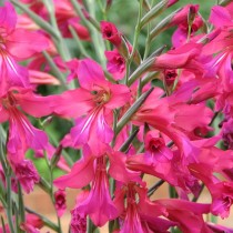 Гладиолус византийский (Gladiolus byzantinus)