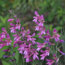 Гладиолус обыкновенный (Gladiolus communis)