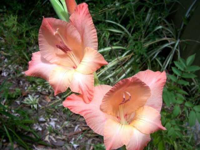 Гладиолус черепитчатый (Gladiolus imbricatus)