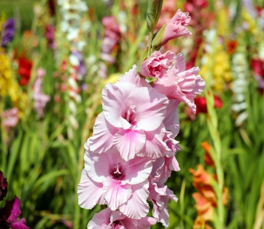 Гладиолус — цветок-меч