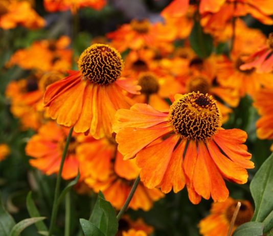 Гелениум — золотистые кудри прекрасной Елены