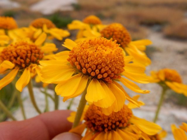 Гелениум Хупа (Helenium hoopesii) Гелениум Хупа (Helenium hoopesii)