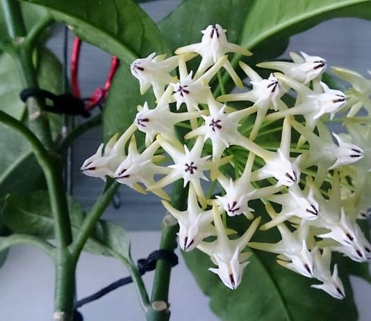 Хойя — пушистые соцветия