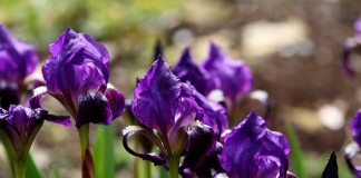 Ирис безлистный (Iris aphylla)