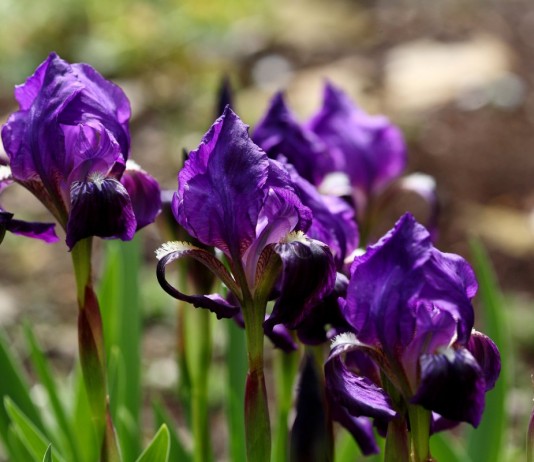 Бородатые ирисы — яркий парад - Цветник и ландшафт Ирис безлистный (Iris aphylla)