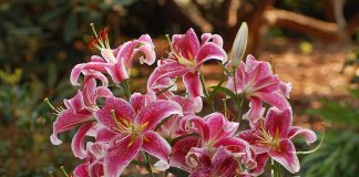 Восточные гибриды лилий, или Ориентальные гибриды (Lilium Oriental Hybrids)