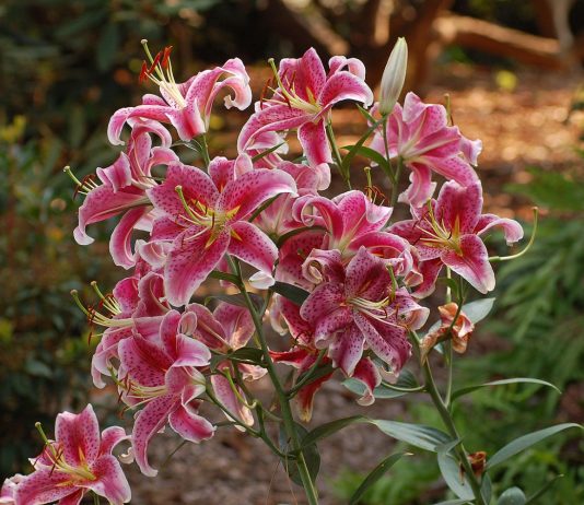 Восточные лилии - Цветы многолетние Восточные гибриды лилий, или Ориентальные гибриды (Lilium Oriental Hybrids)