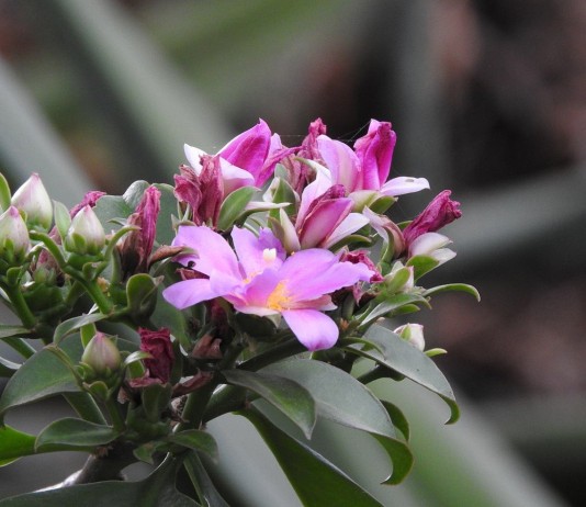 Переския — древний кактус - Комнатные растения Переския большецветковая (Pereskia grandiflora)