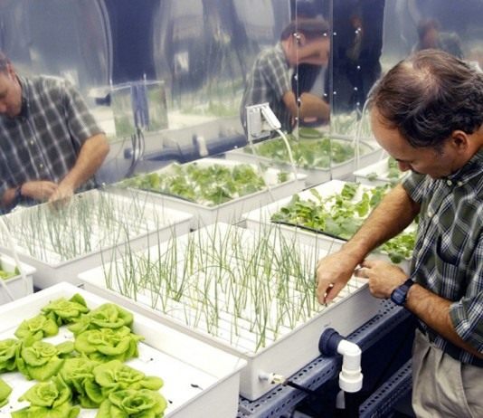 Салат, лук, и редис выращиваемые в гидропонной системе