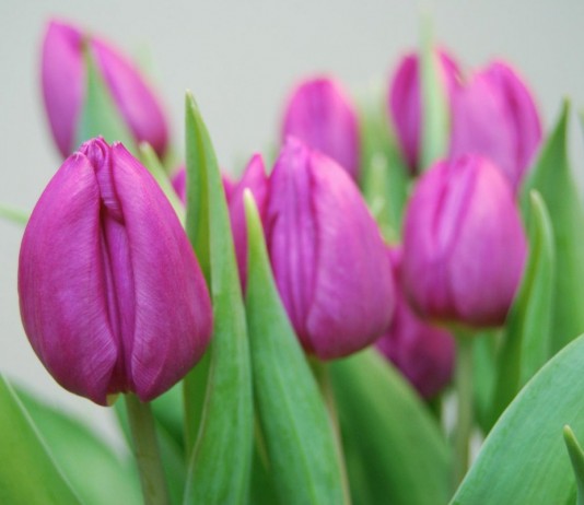 Цветущие тюльпаны