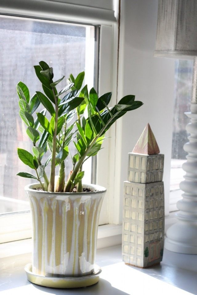 Замиокулькас (Zamioculcas) Замиокулькас (Zamioculcas)