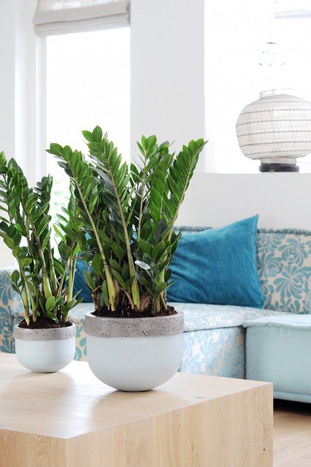 Замиокулькас (Zamioculcas) Замиокулькас (Zamioculcas)
