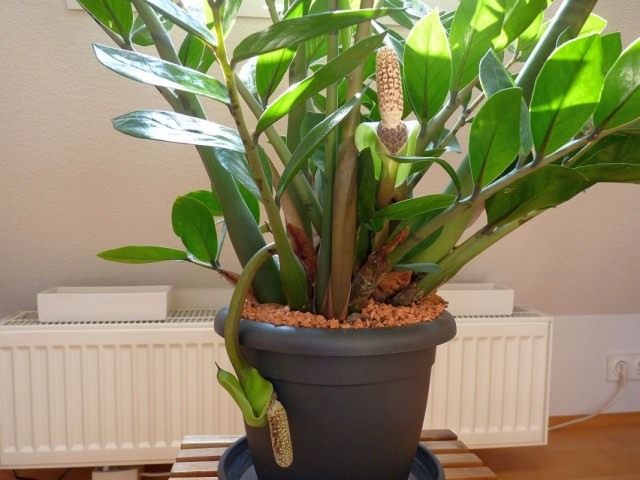 Замиокулькас (Zamioculcas) Замиокулькас (Zamioculcas)