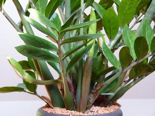 Замиокулькас (Zamioculcas) Замиокулькас (Zamioculcas)