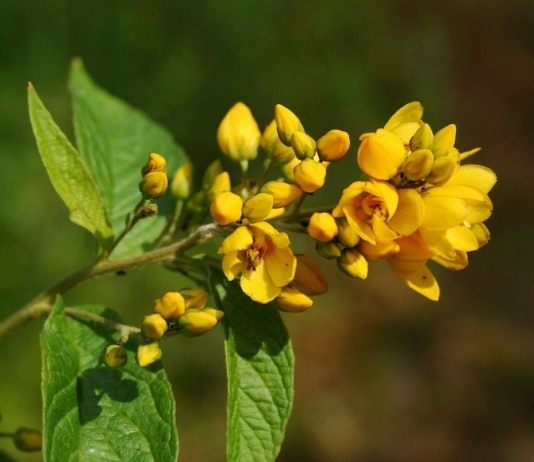 Вербейник — яркий фазан - Цветы многолетние Вербейник обыкновенный (Lysimachia vulgaris)