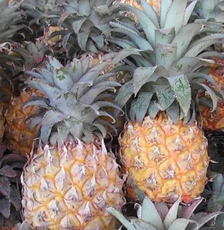 Ананас, добро пожаловать в тропики - Бромелиевые Ананас