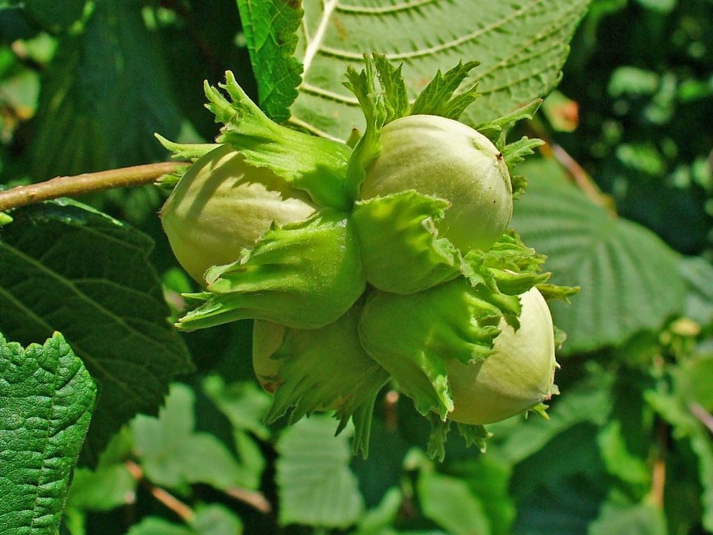https://cdn2.botanichka.ru/wp-content/uploads/2010/04/Corylus_avellana_0005.jpg