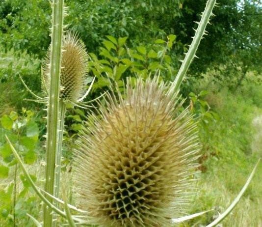 Ворсянка (Dipsacus)