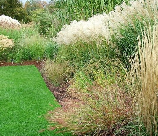 Сад злаковых трав