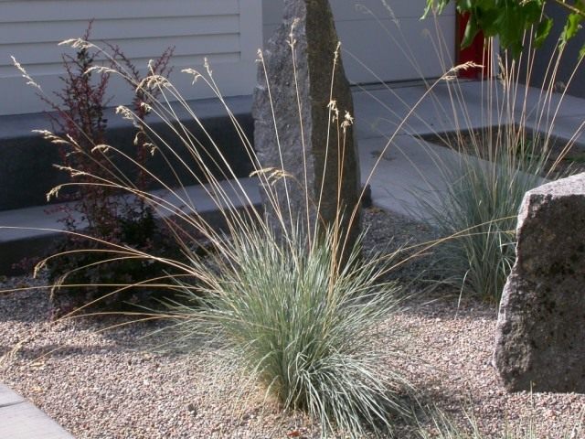 Овсец вечнозелёный, или геликтотрихон (Helictotrichon sempervirens)