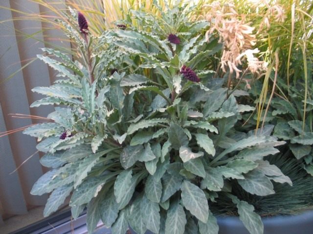 Вербейник пурпурный (Lysimachia atropurpurea) Вербейник пурпурный (Lysimachia atropurpurea)