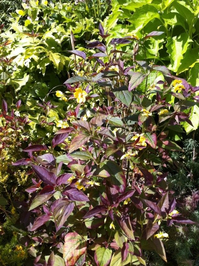 Вербейник реснитчатый «Пурпурный» (Lysimachia ciliata 'Purpurea') Вербейник реснитчатый «Пурпурный» (Lysimachia ciliata 'Purpurea')