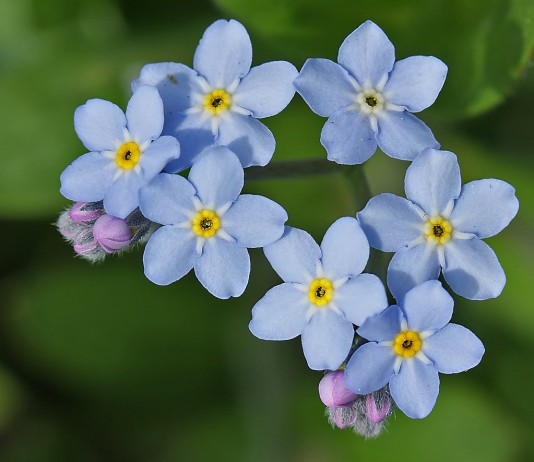 Незабудка — разве такое забудешь? - Цветник и ландшафт Незабудка