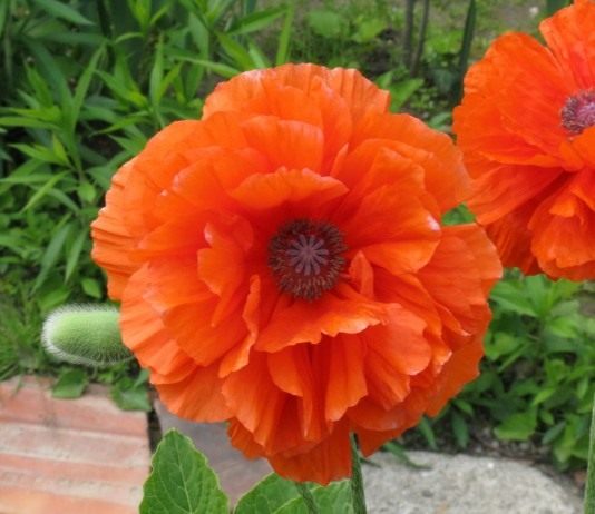 Мак восточный - Цветы многолетние Мак восточный