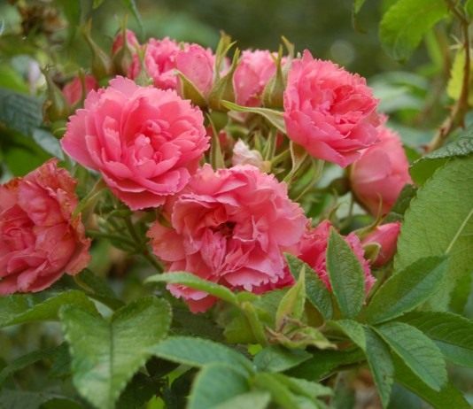 Роза Пинк Гроотендорст (Pink Grootendors)