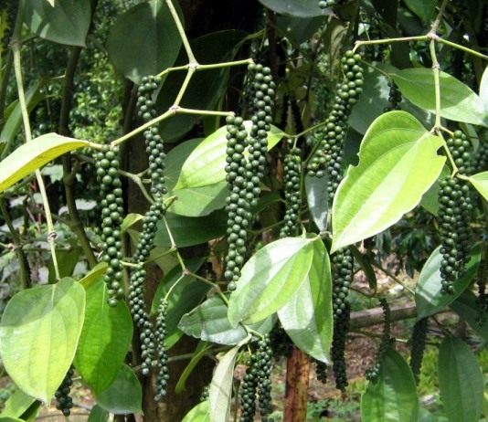 Перец чёрный (Piper nigrum)