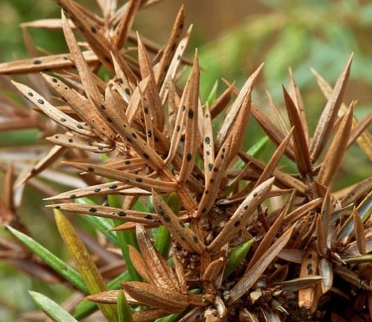 Шютте можжевельника