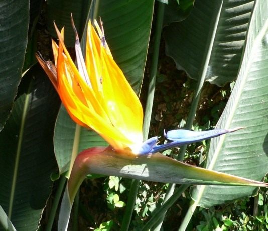 Стрелитция королевская (Strelitzia reginae)
