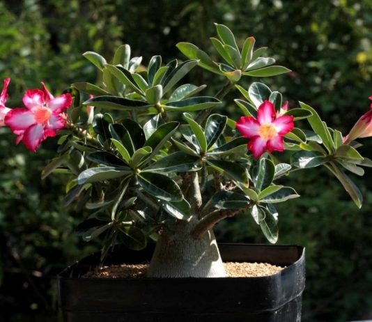 Адениум — роза пустынь
