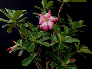 Адениум обессум, или тучный (Adenium obesum)