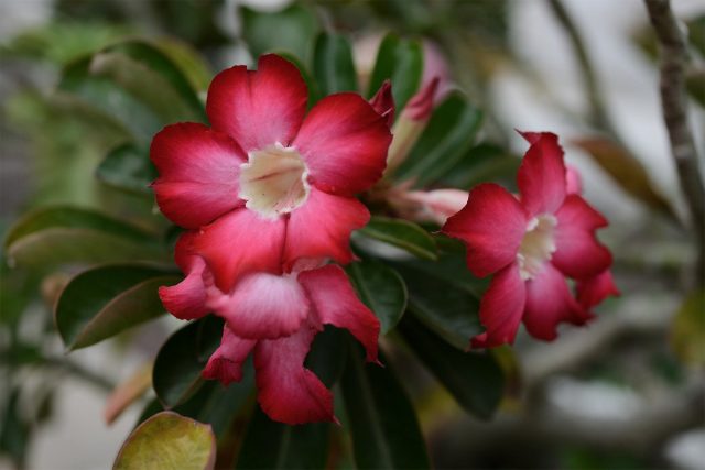 Цветы адениума (Adenium) воронковидные, диаметром до 6 см, различных оттенков от белого до темно-малинового