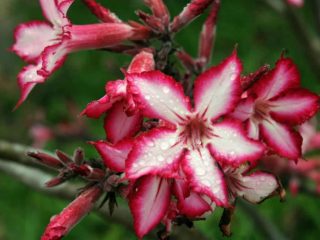 Адениум многоцветковый (Adenium multiflorum)