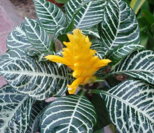 Афеландра — просто и со вкусом