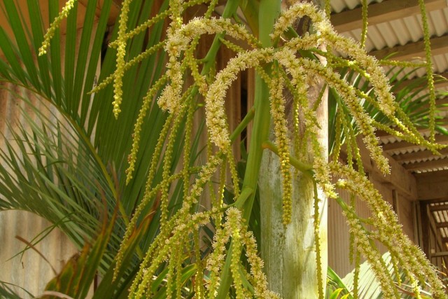 Хризалидокарпус желтоватый (Chrysalidocarpus lutescens)