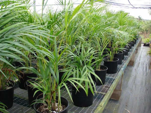 Хризалидокарпус желтоватый (Chrysalidocarpus lutescens)